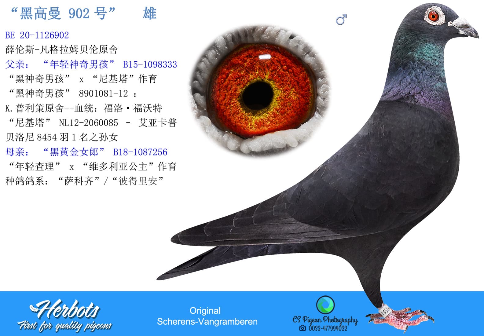 pigeon: undefined