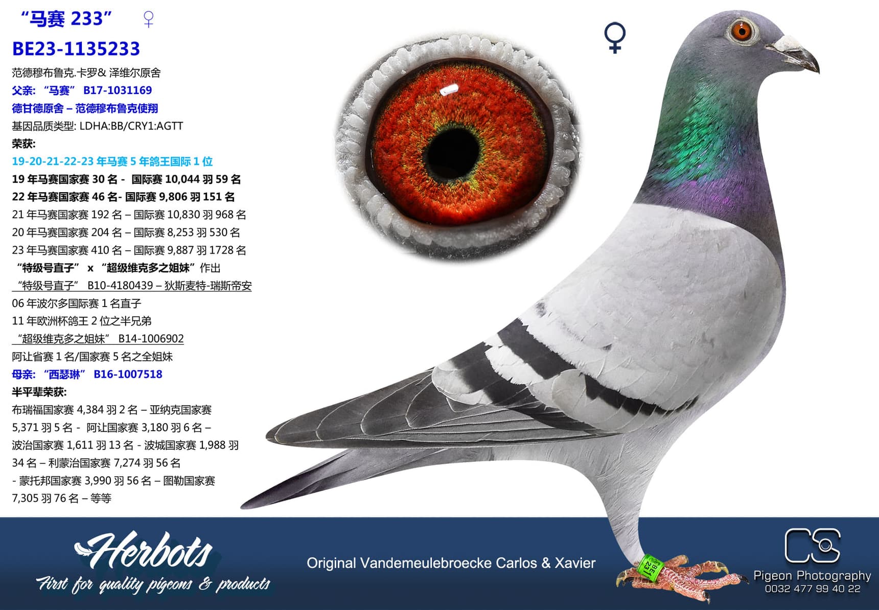 pigeon: undefined