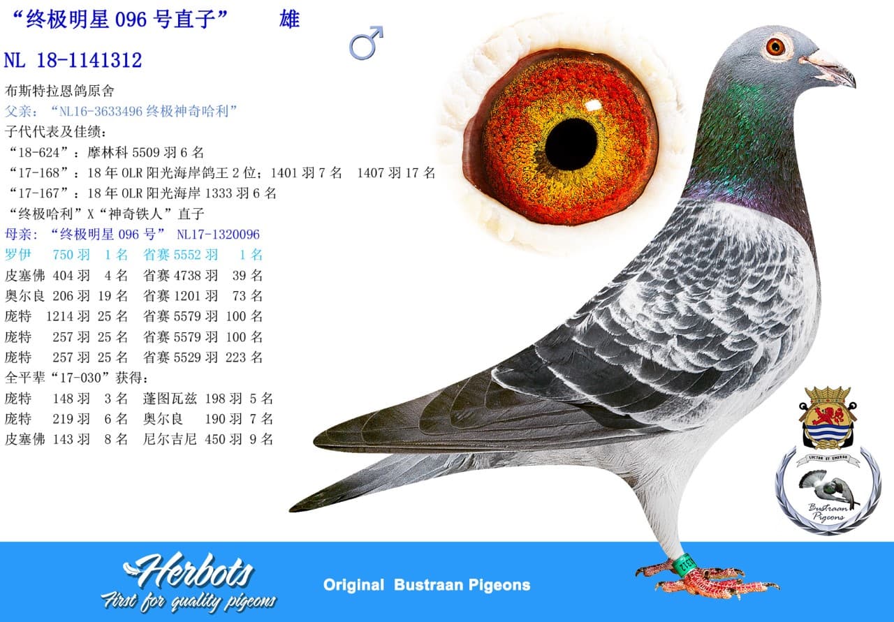 pigeon: ”Son Ulti Star 096”