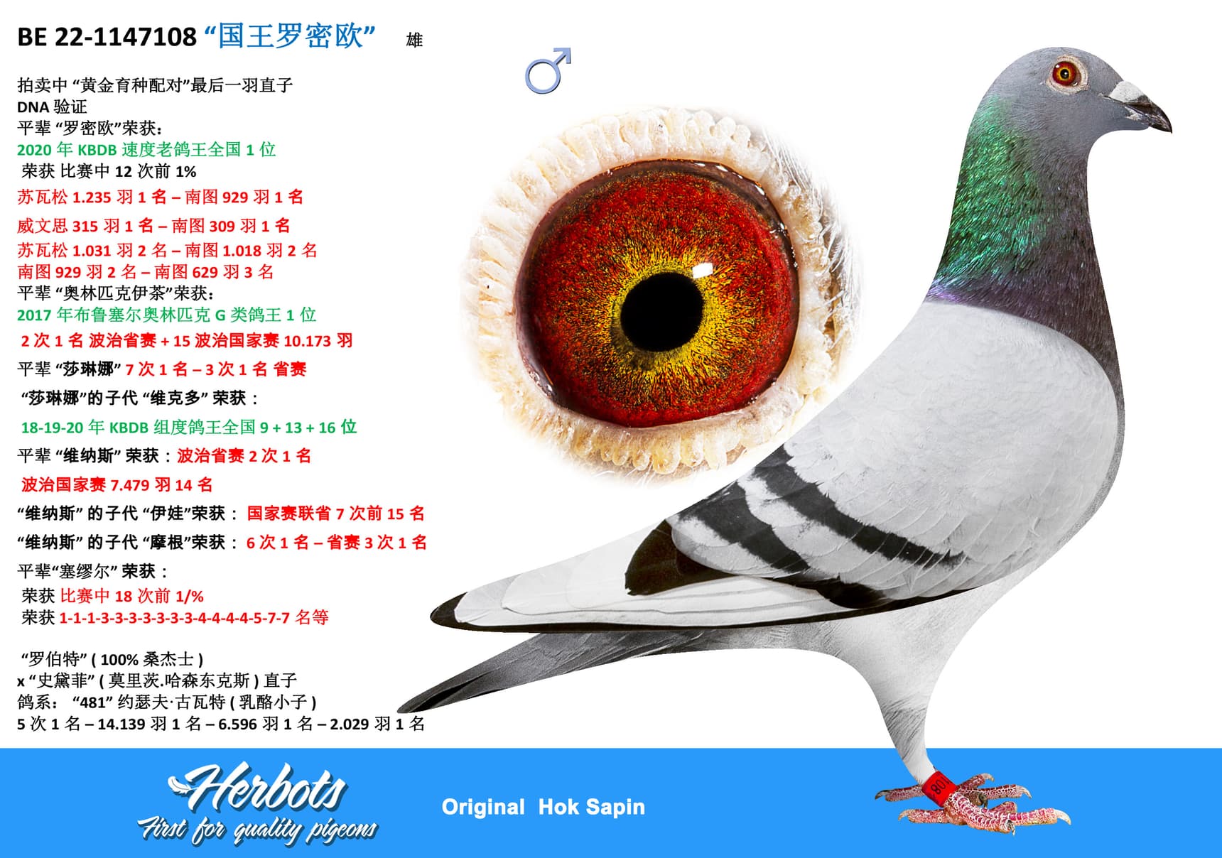 pigeon: undefined