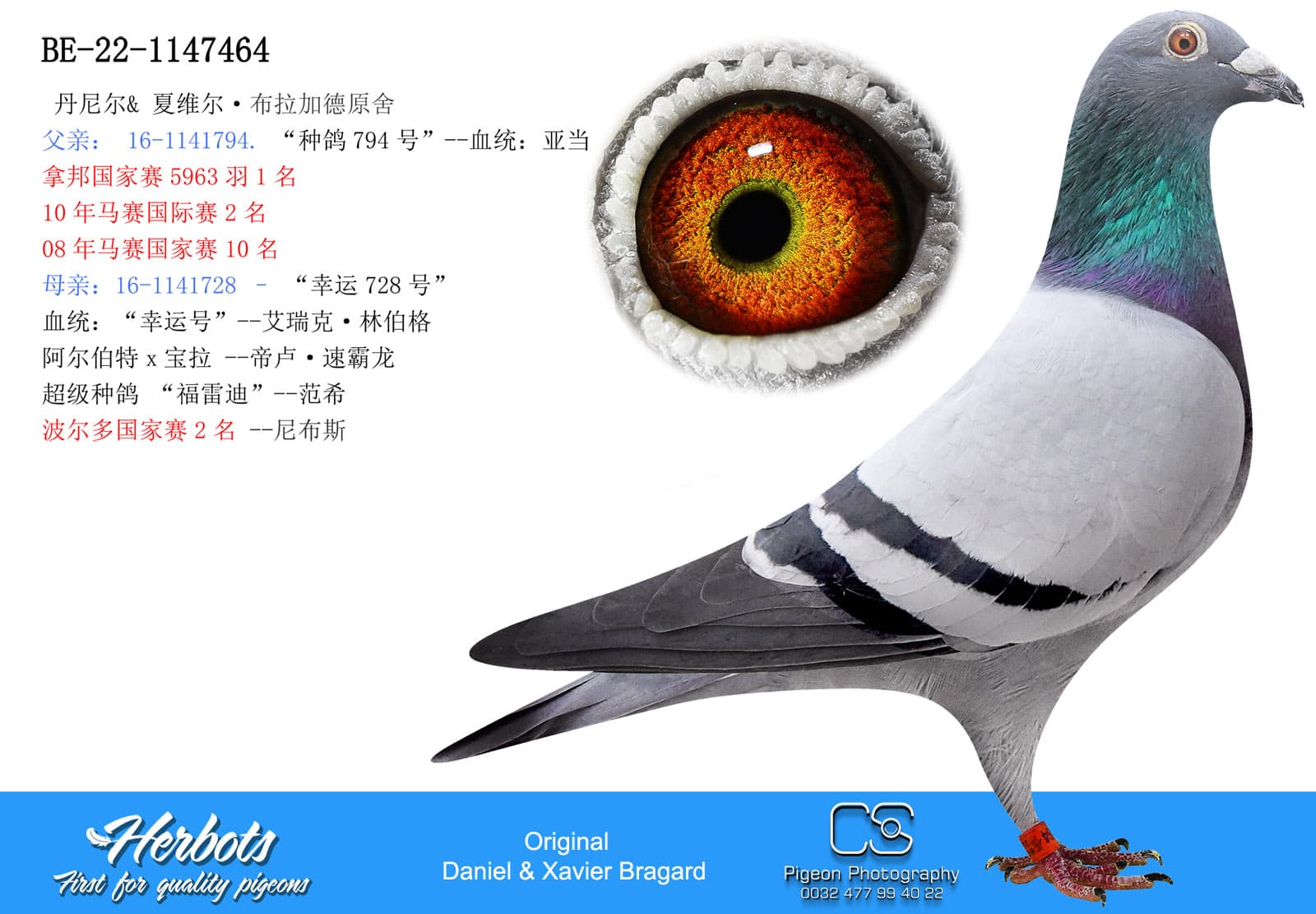 pigeon: undefined