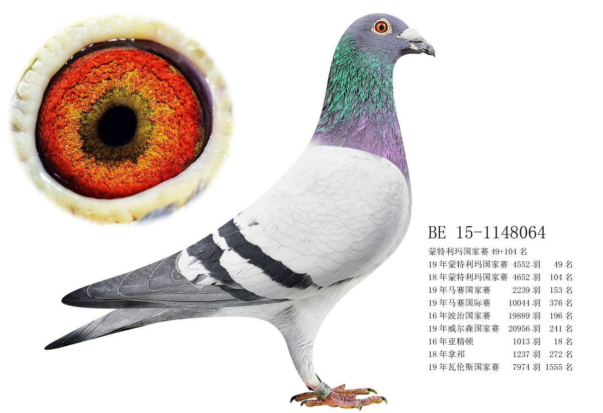 pigeon: undefined