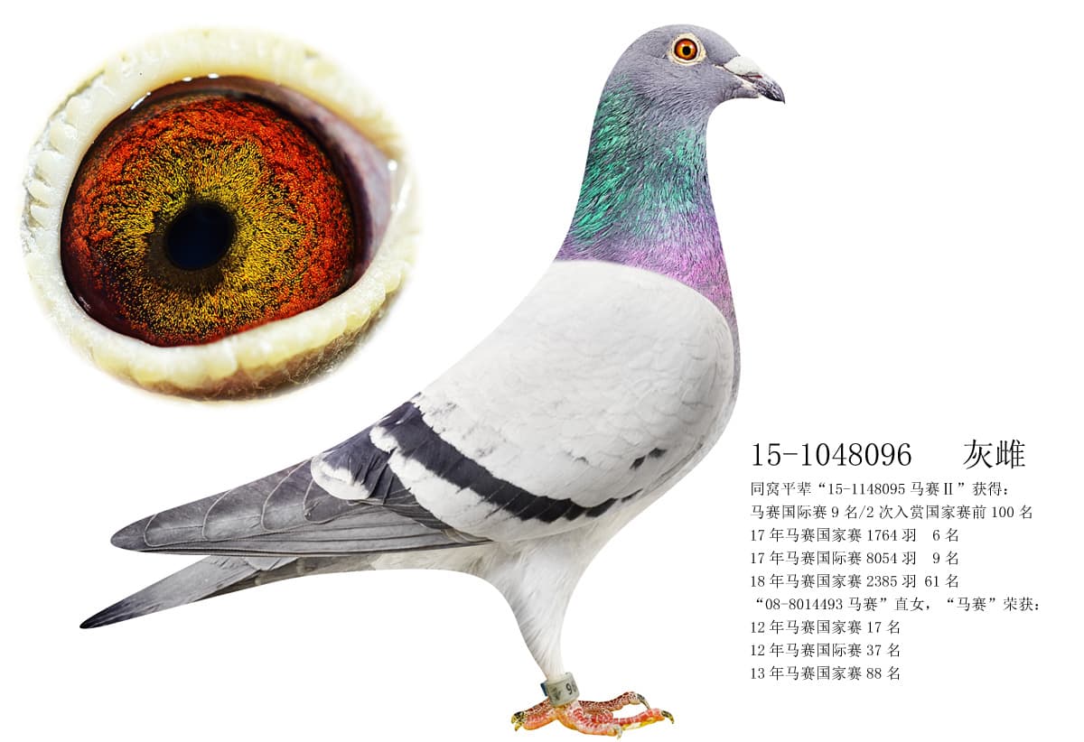 pigeon: undefined