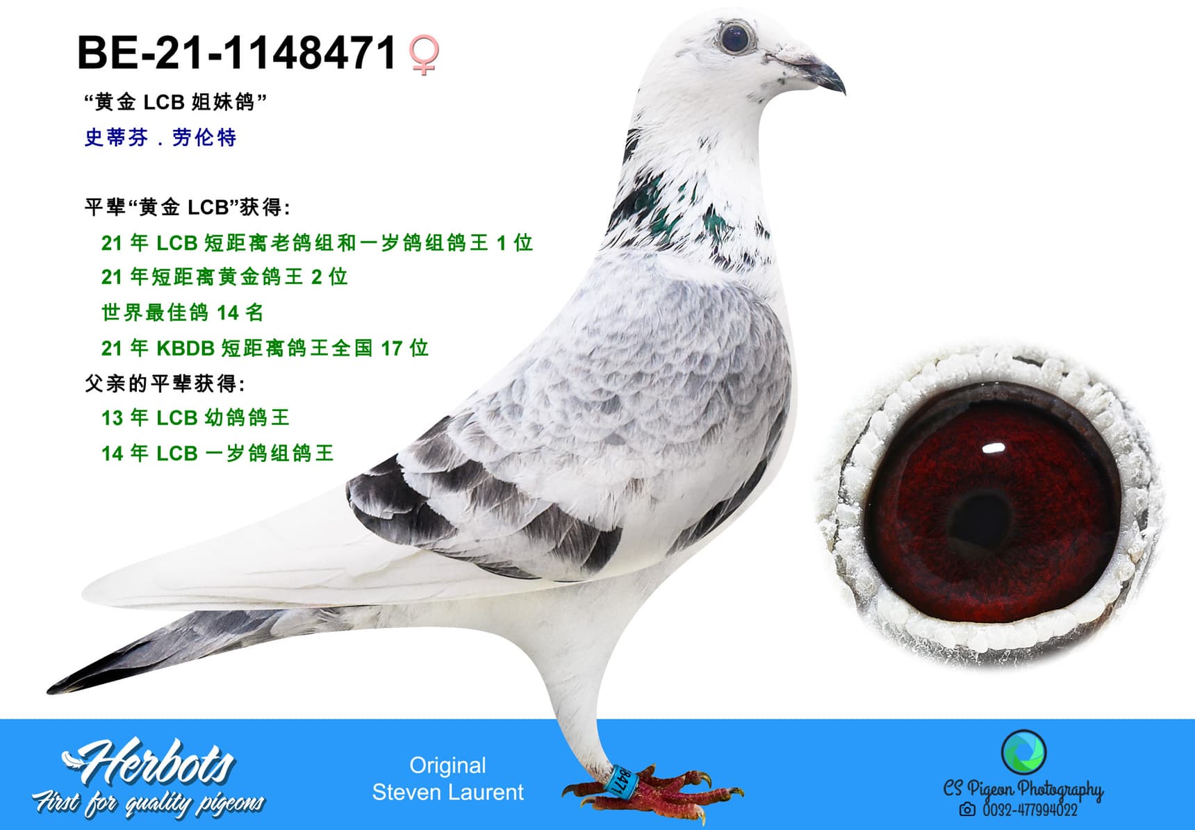pigeon: undefined