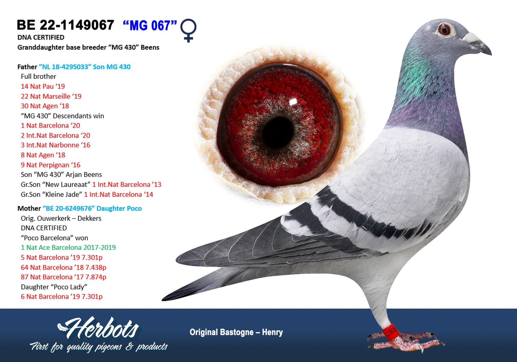 pigeon: undefined