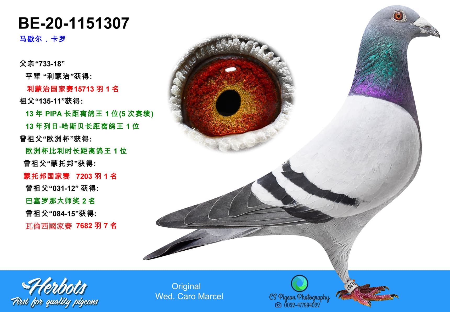 pigeon: undefined