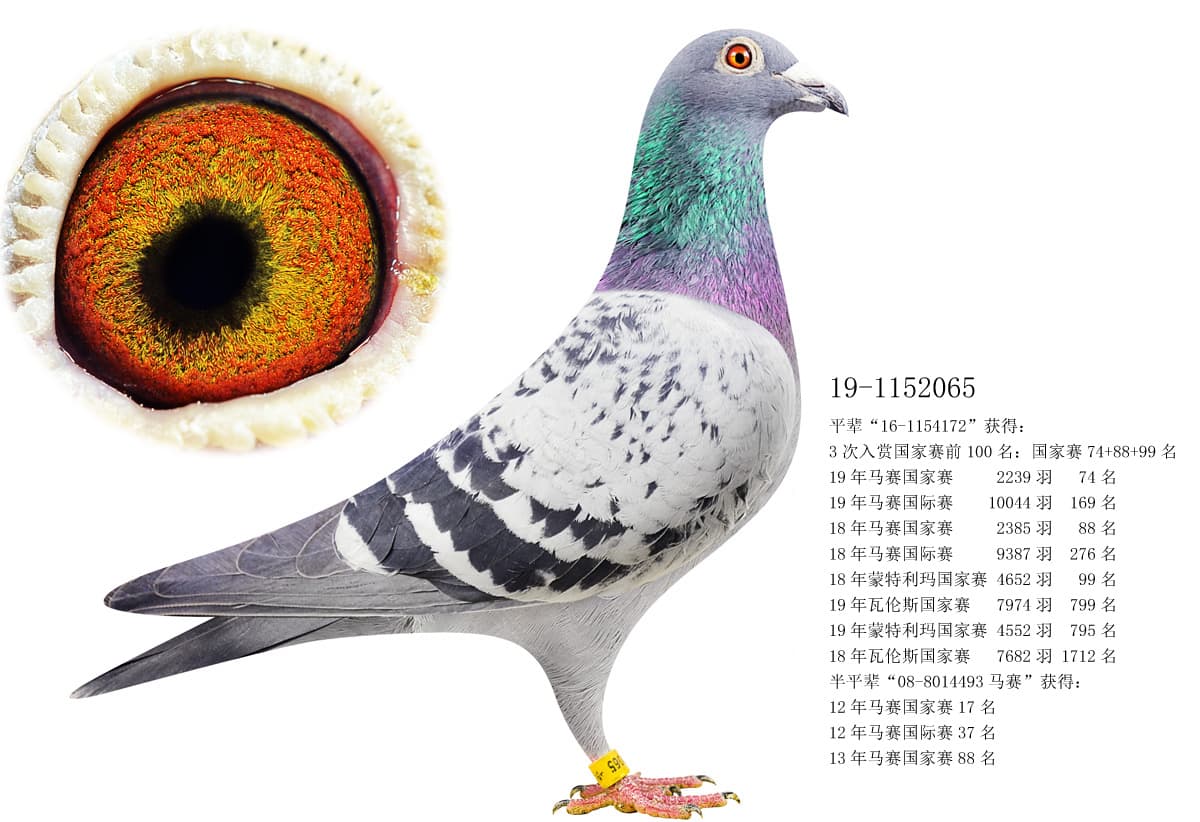 pigeon: undefined