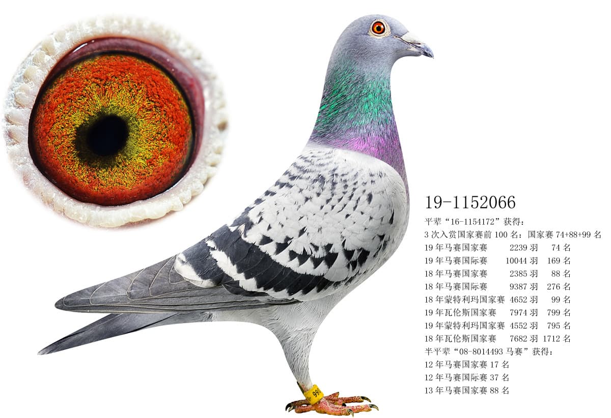 pigeon: undefined