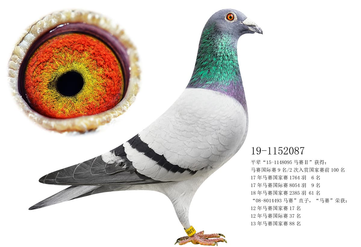 pigeon: undefined