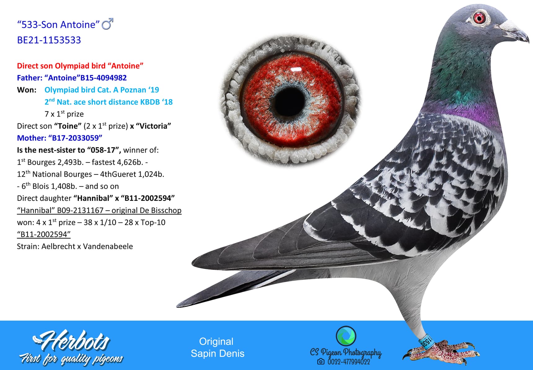 pigeon: undefined