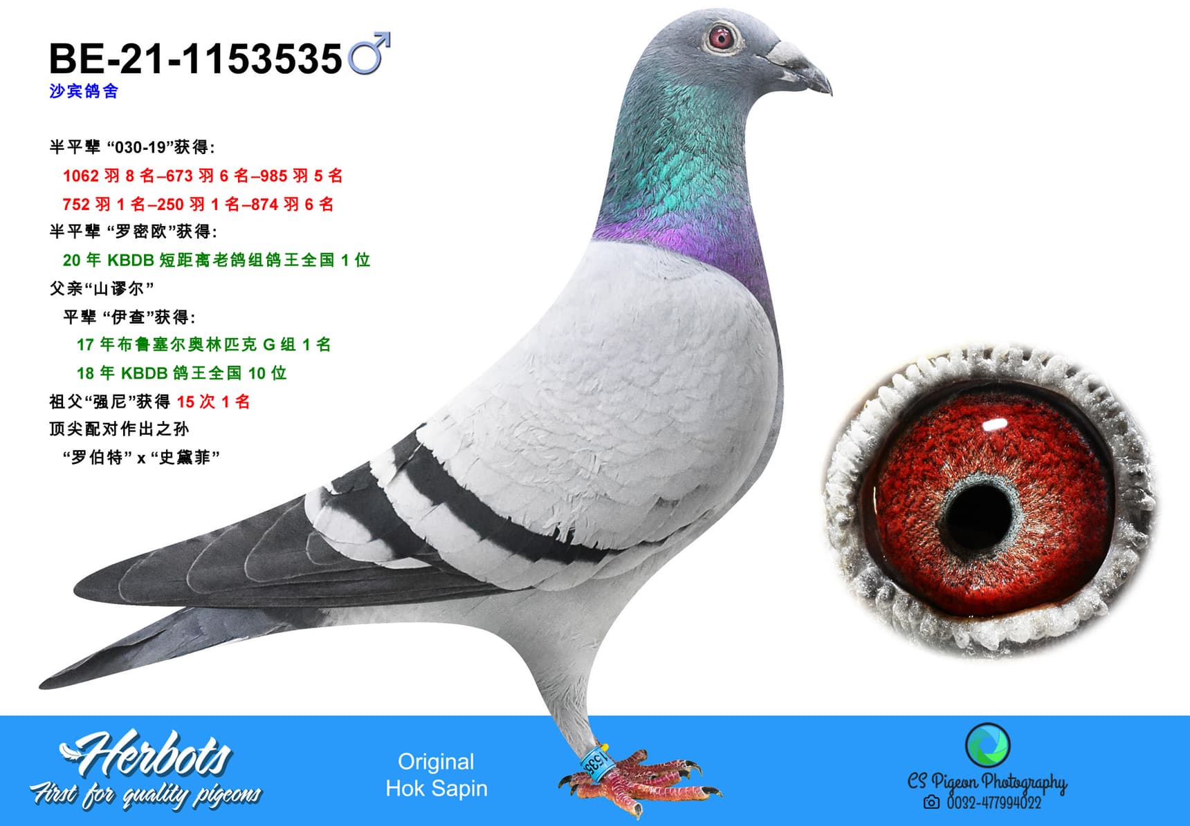 pigeon: undefined