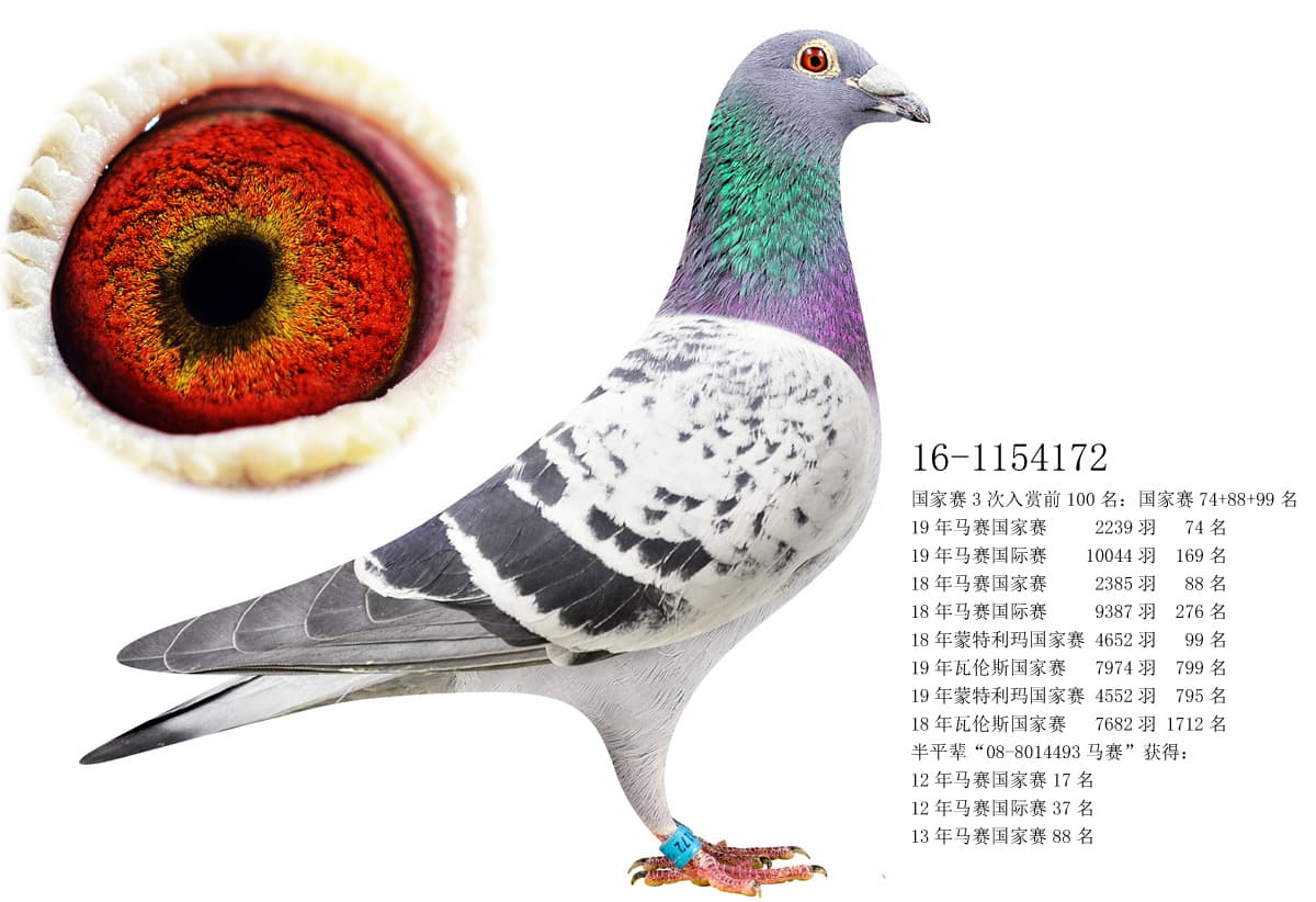 pigeon: undefined