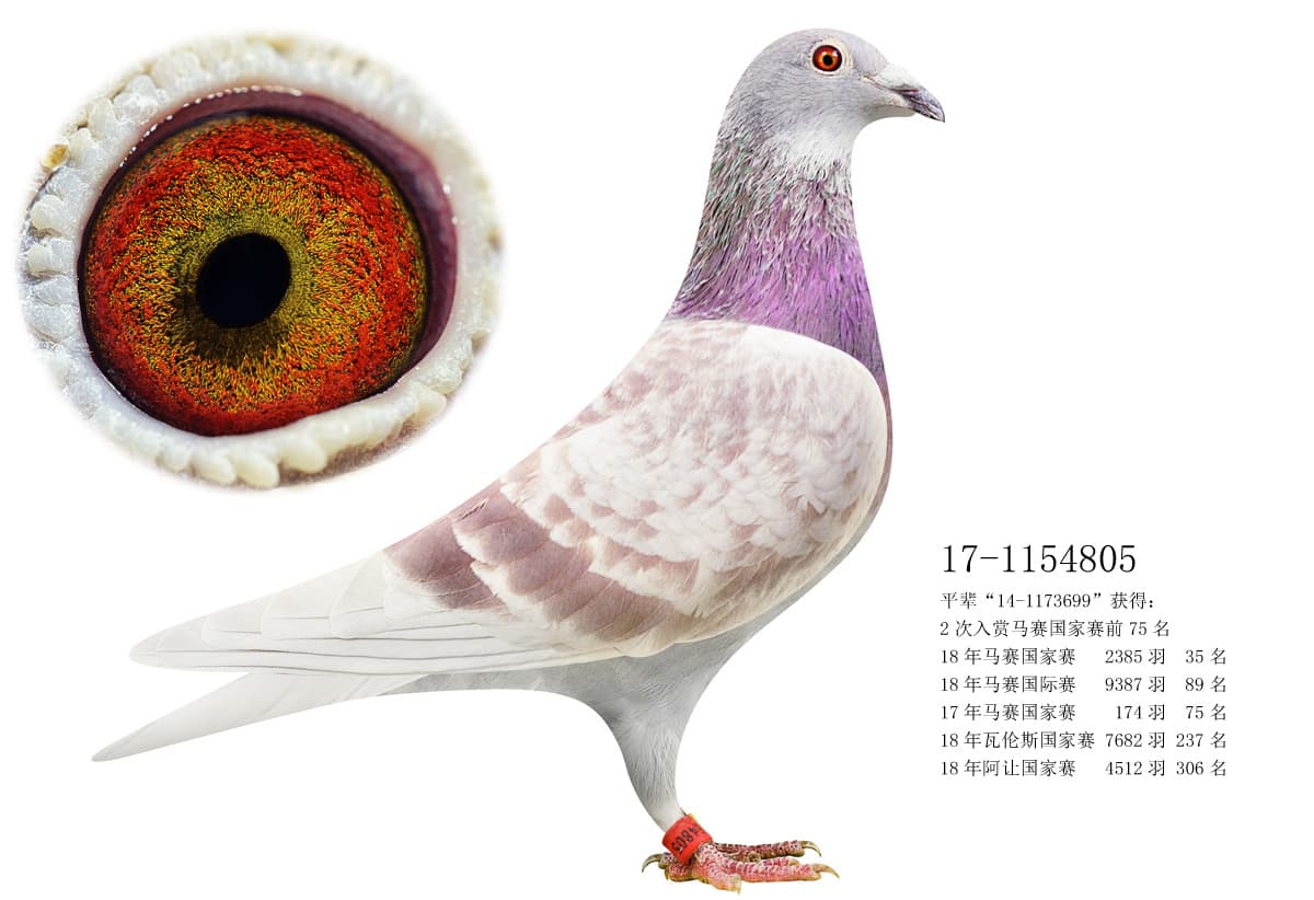 pigeon: 805 - Sister Marseille 699