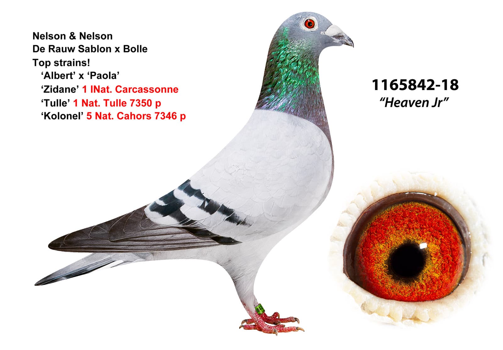 pigeon: undefined