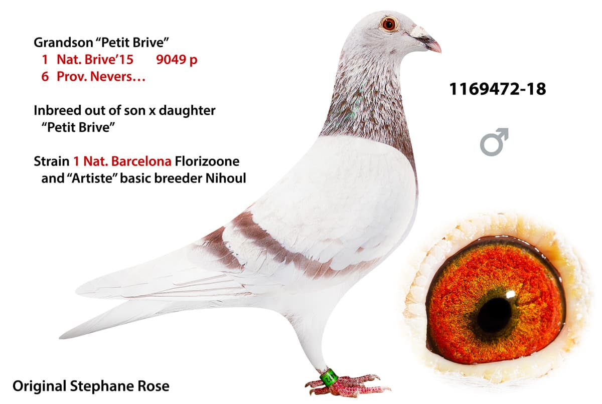 pigeon: undefined