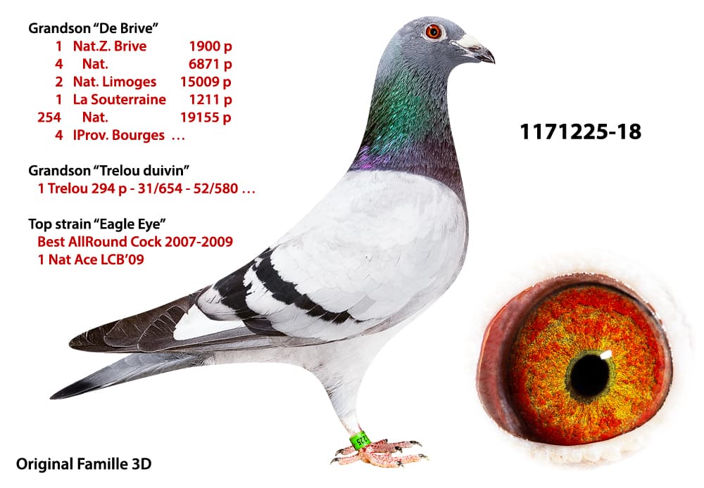 pigeon: undefined