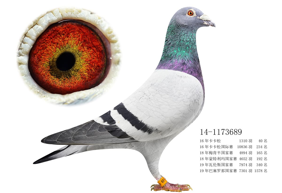pigeon: undefined