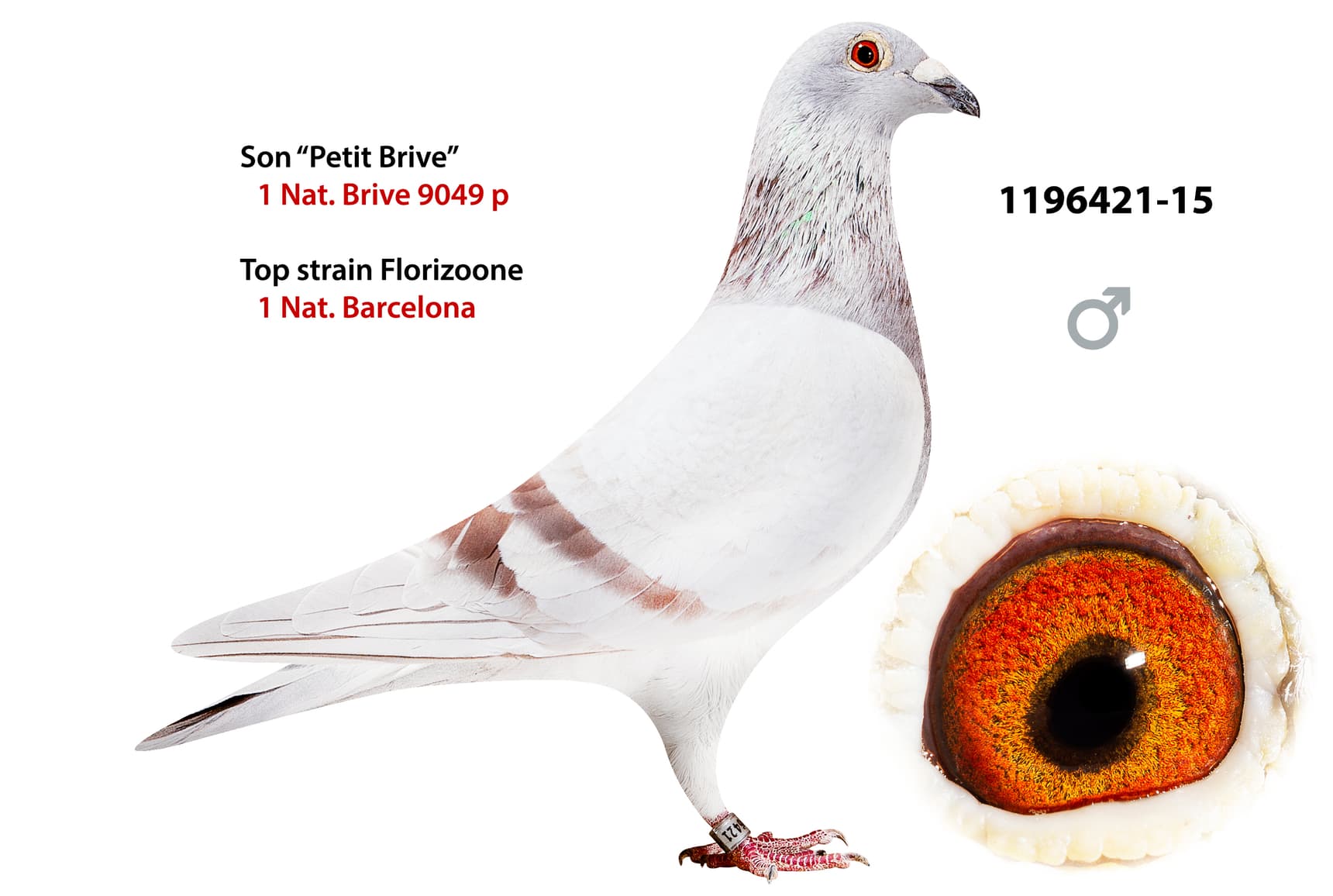 pigeon: Son Petit Brive