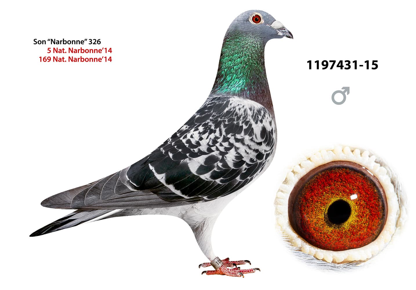 pigeon: undefined