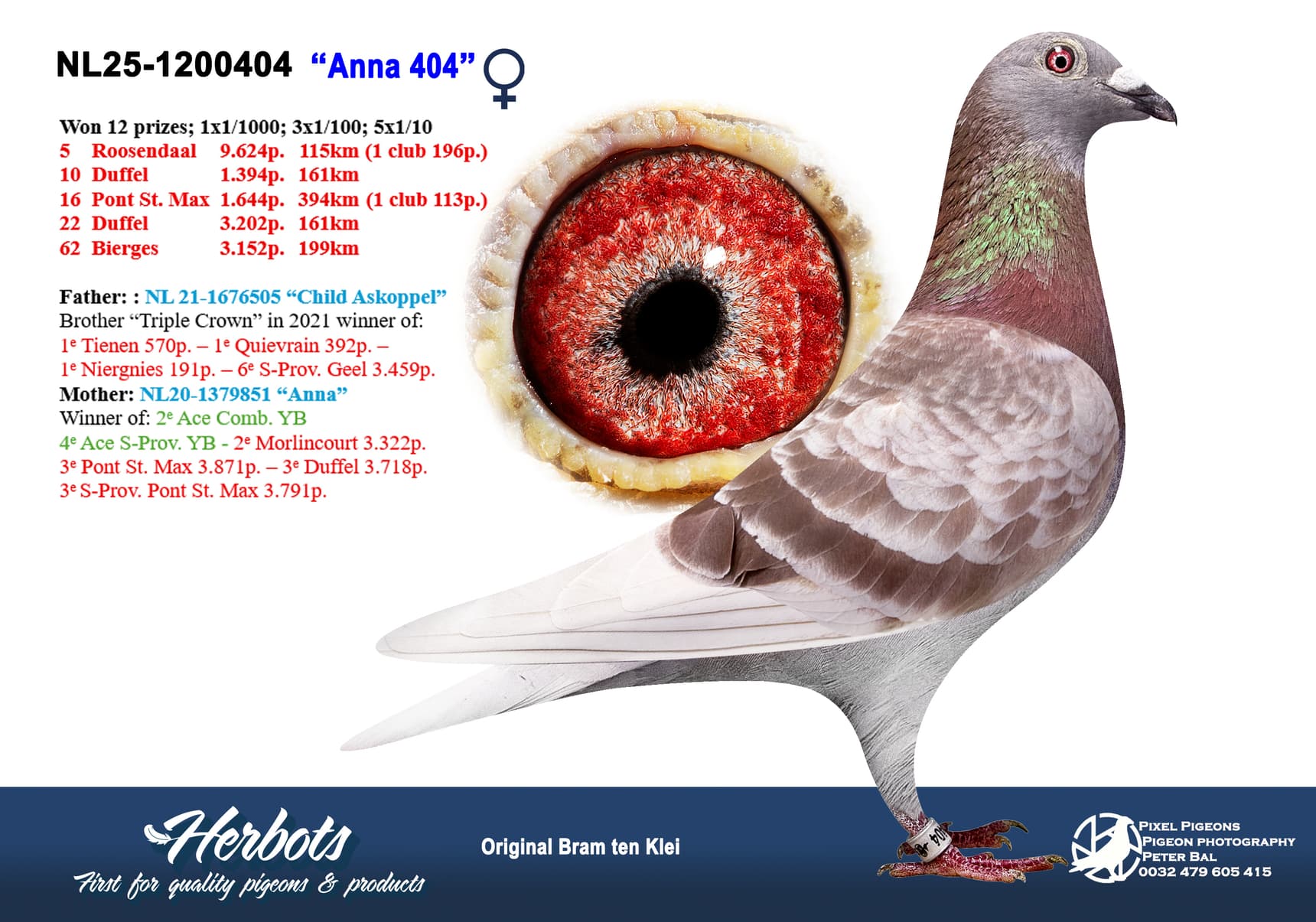 pigeon: undefined