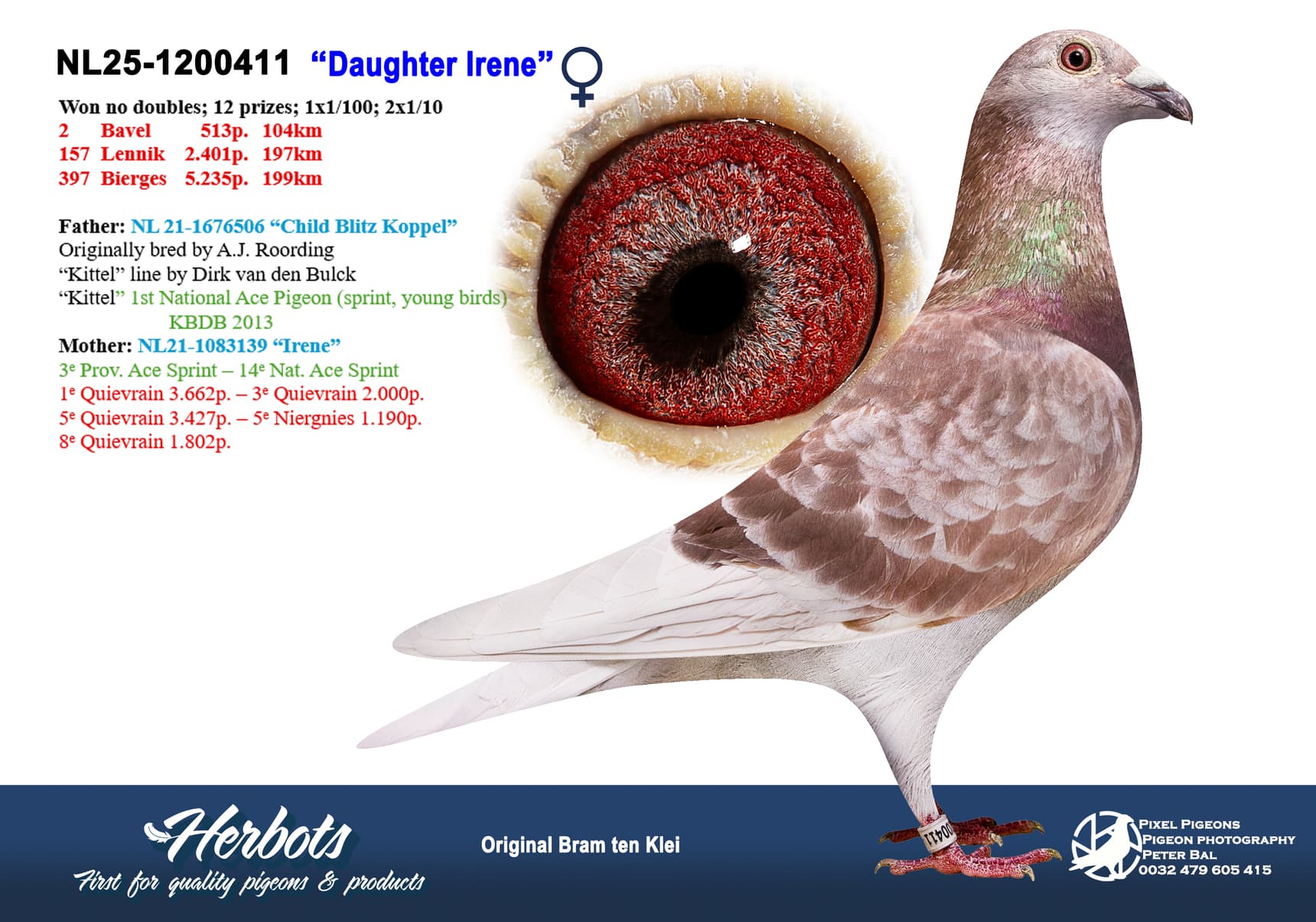 pigeon: undefined