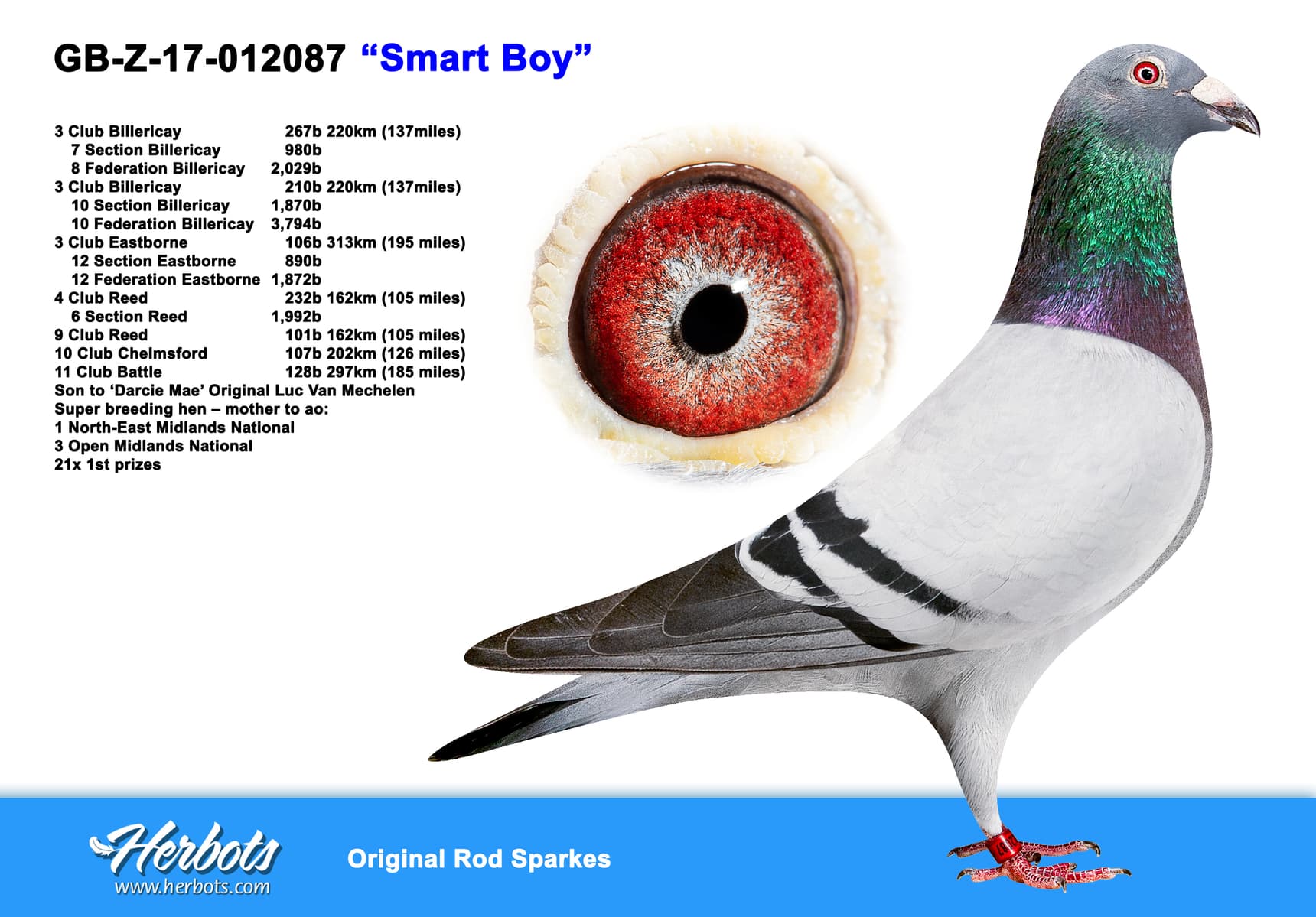 pigeon: undefined