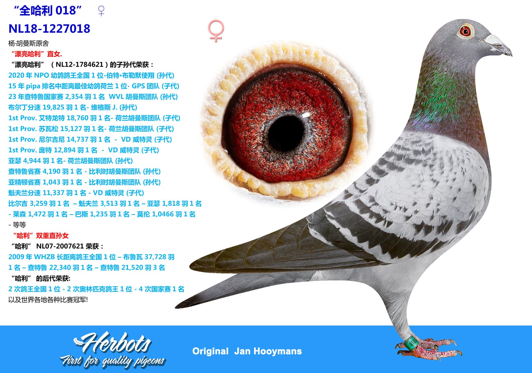 pigeon: undefined