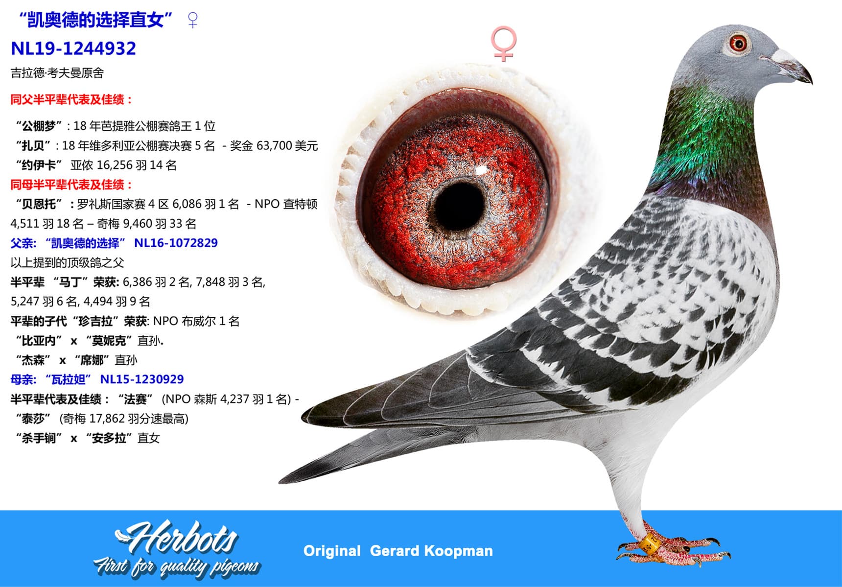 pigeon: “凯奥德的选择直女”