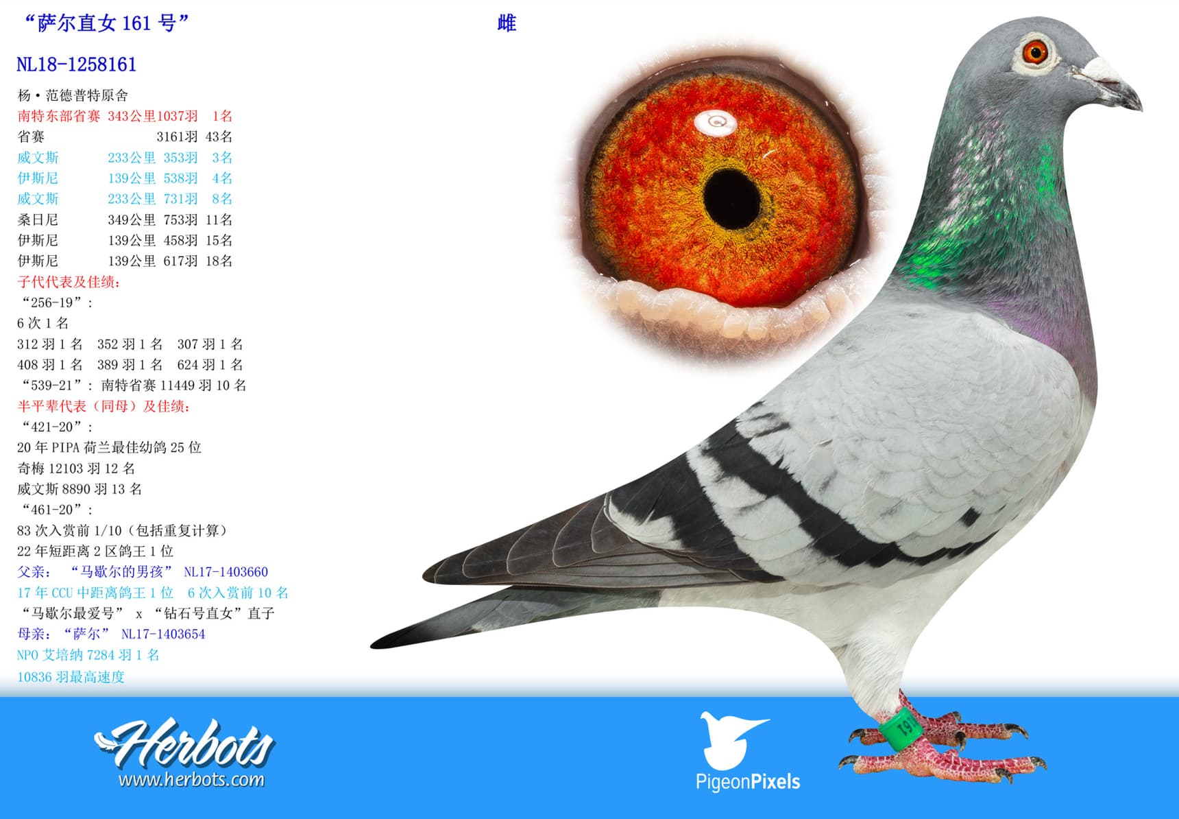 pigeon: “萨尔直女161号”