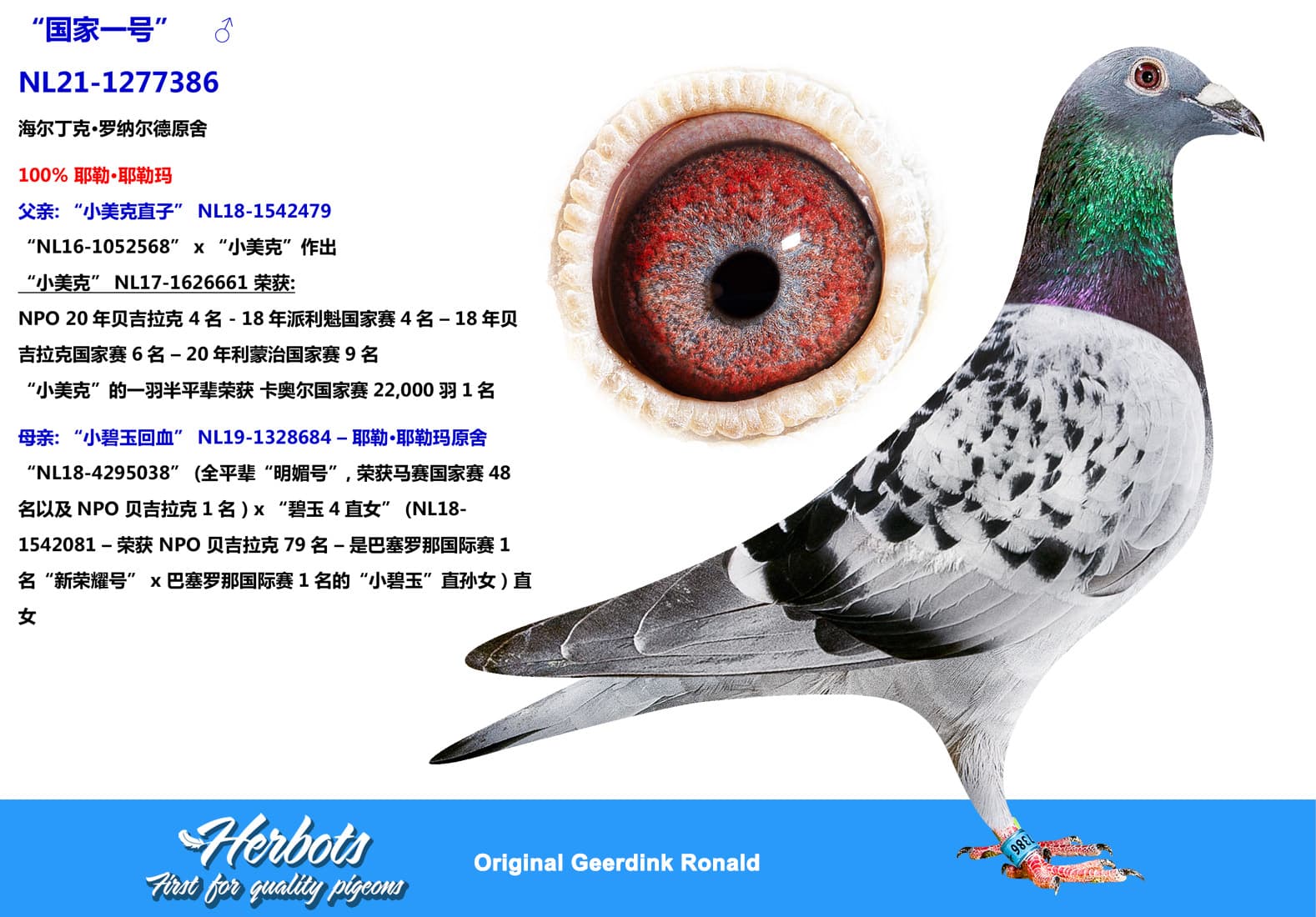 pigeon: “国家一号”