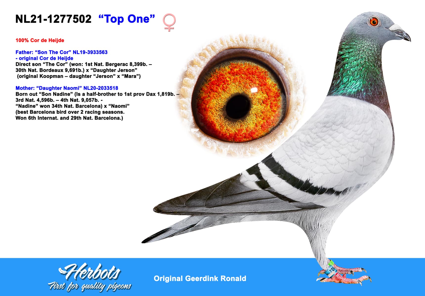 pigeon: “Top One”