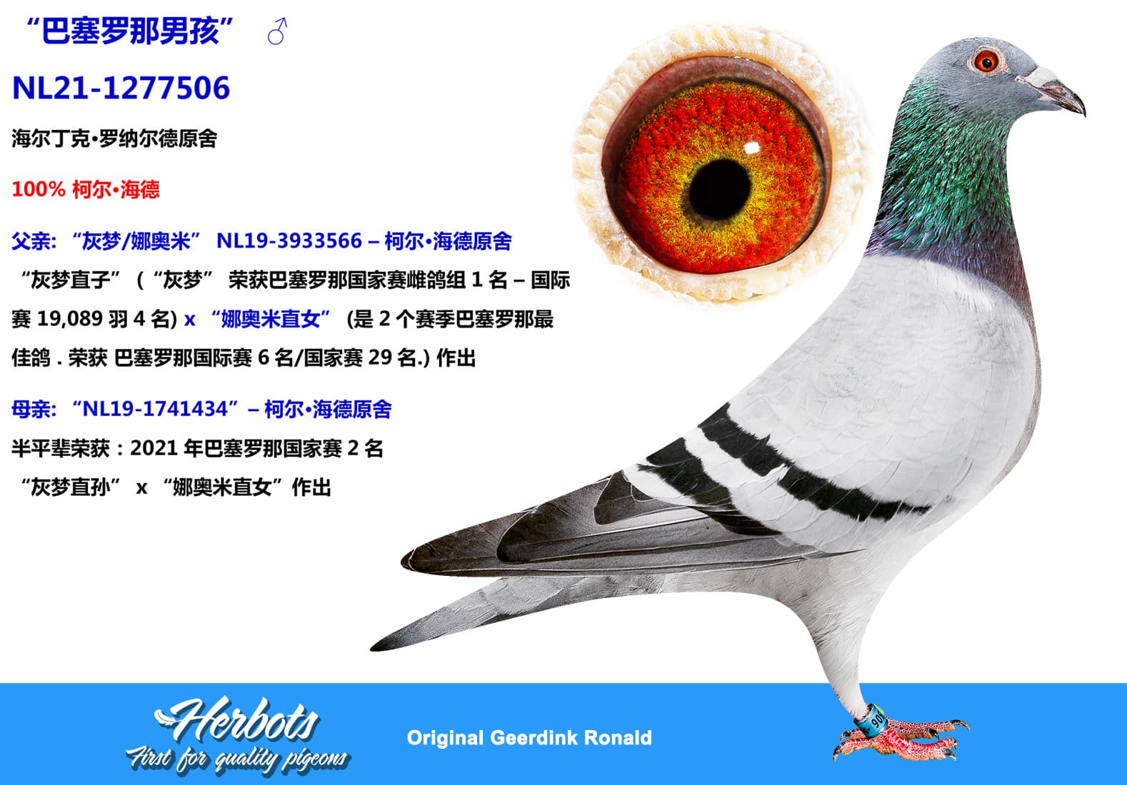 pigeon: undefined