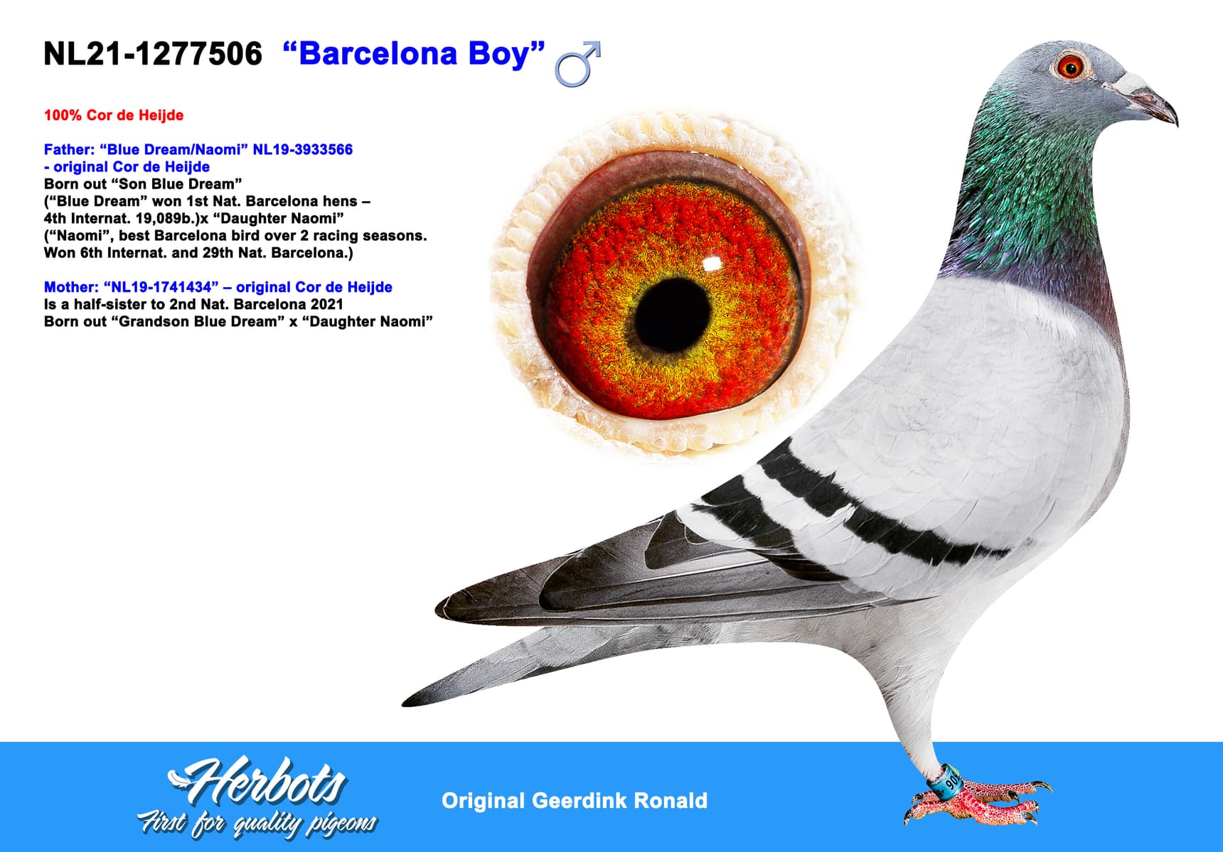 pigeon: “Barcelona Boy”