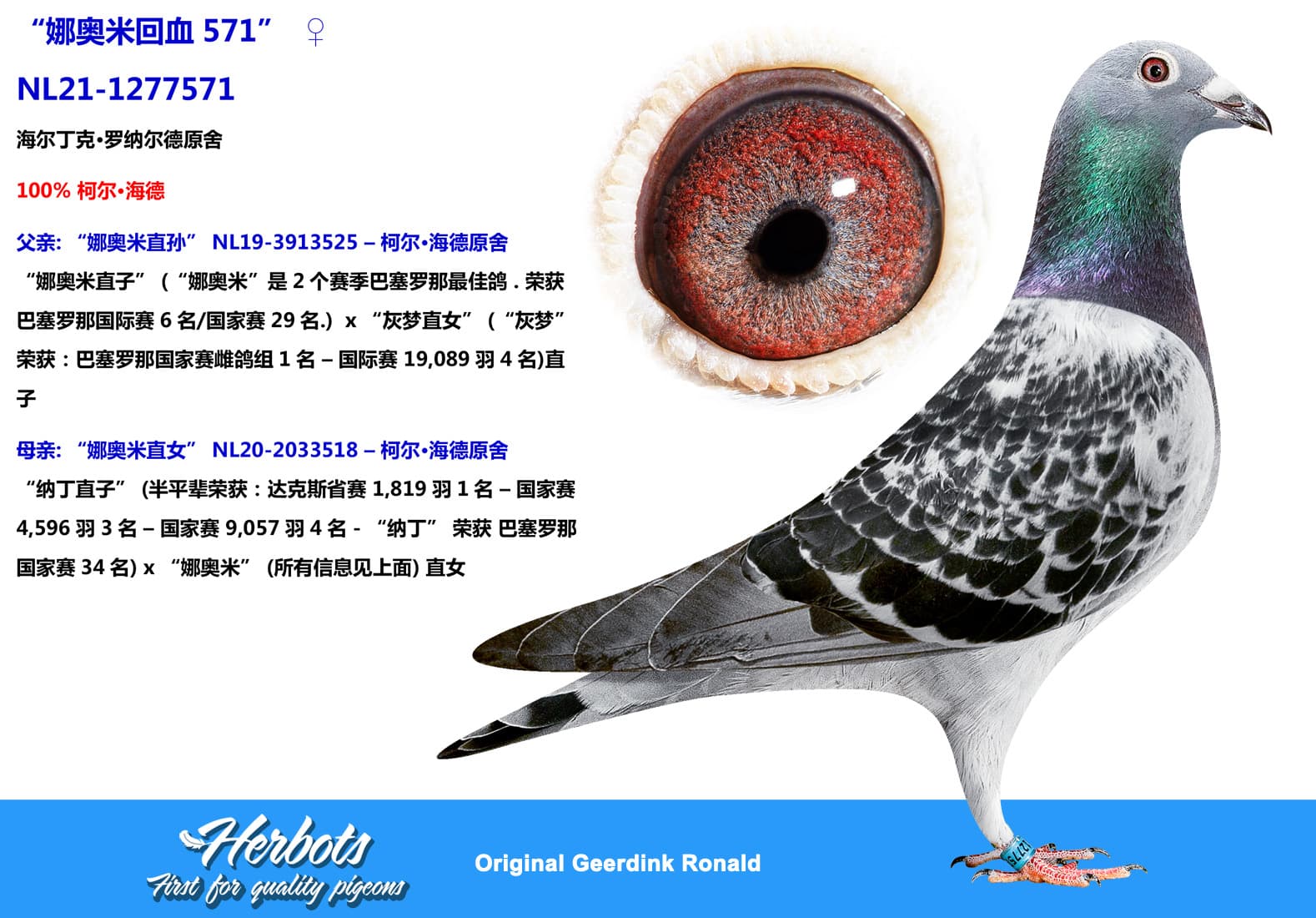 pigeon: undefined