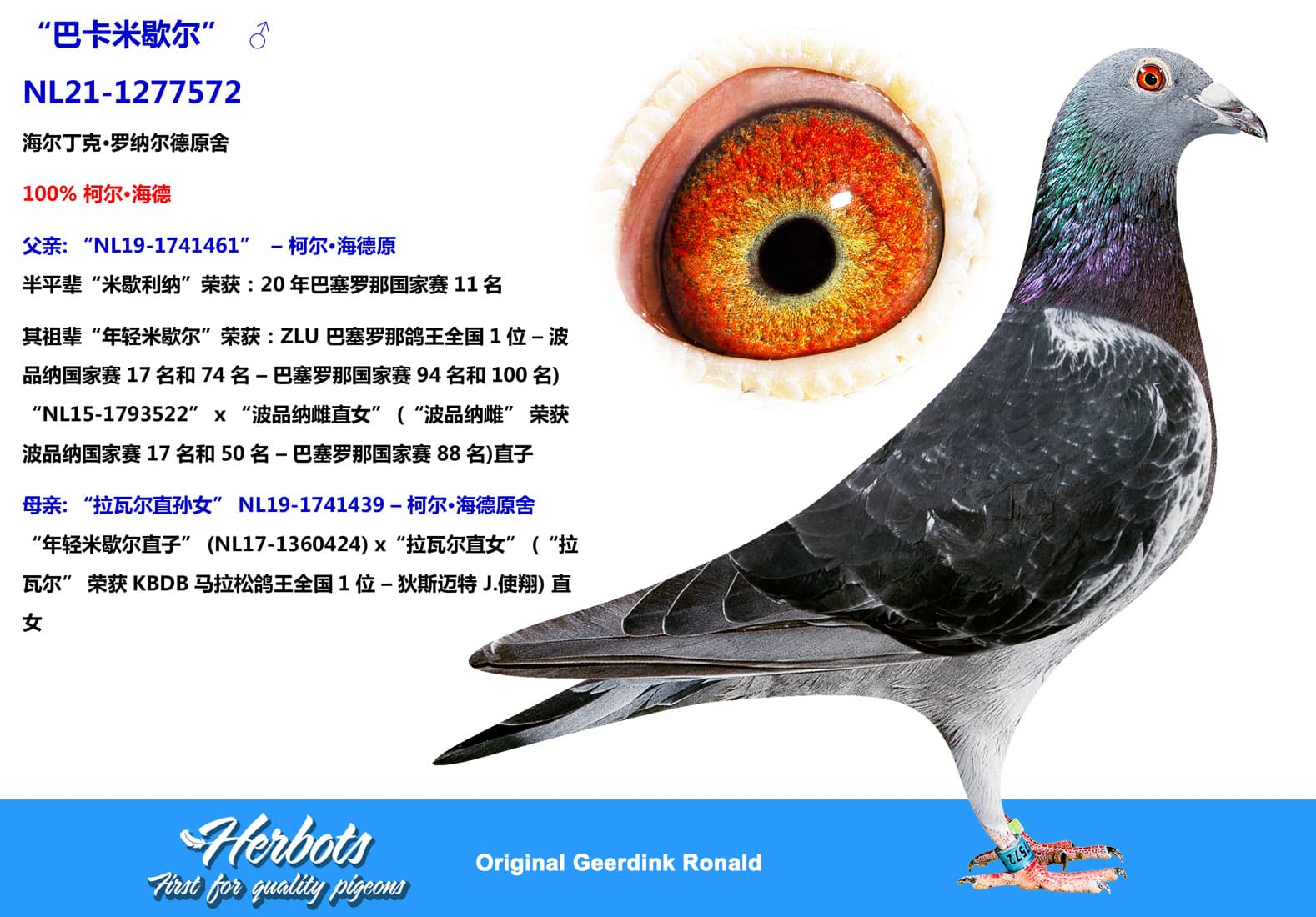 pigeon: “巴卡米歇尔”