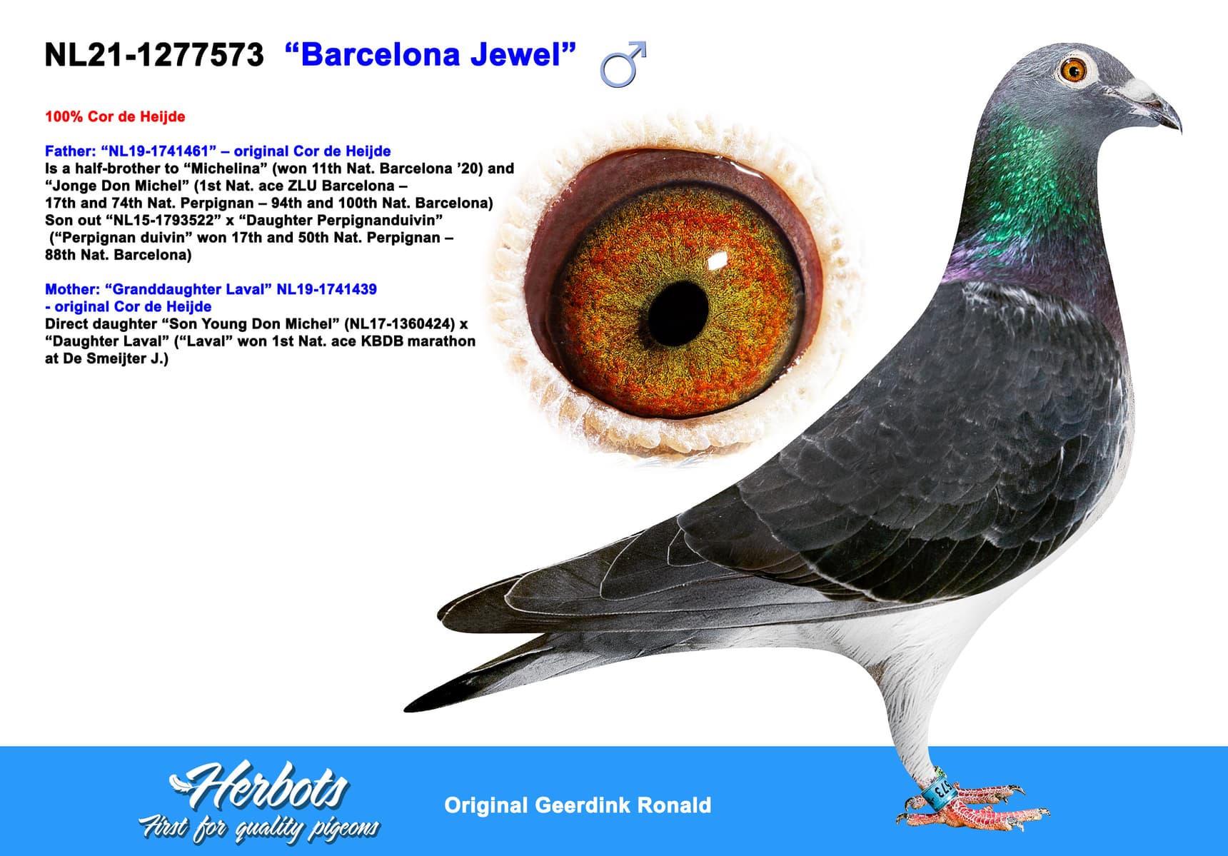 pigeon: undefined