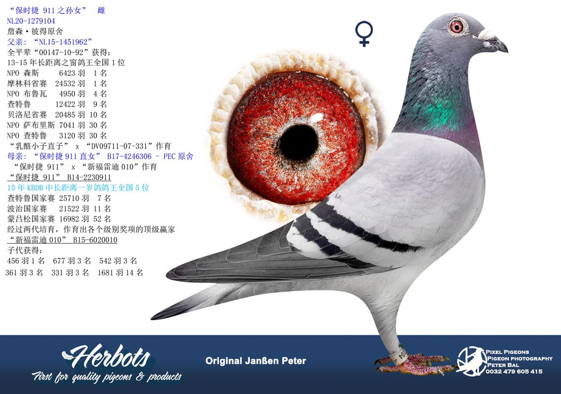 pigeon: “保时捷 911之孙女”