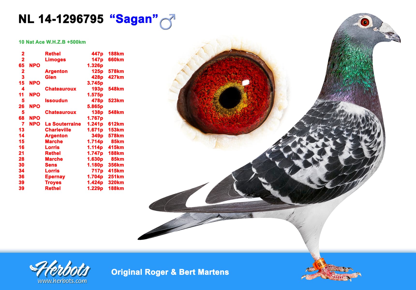 pigeon: undefined