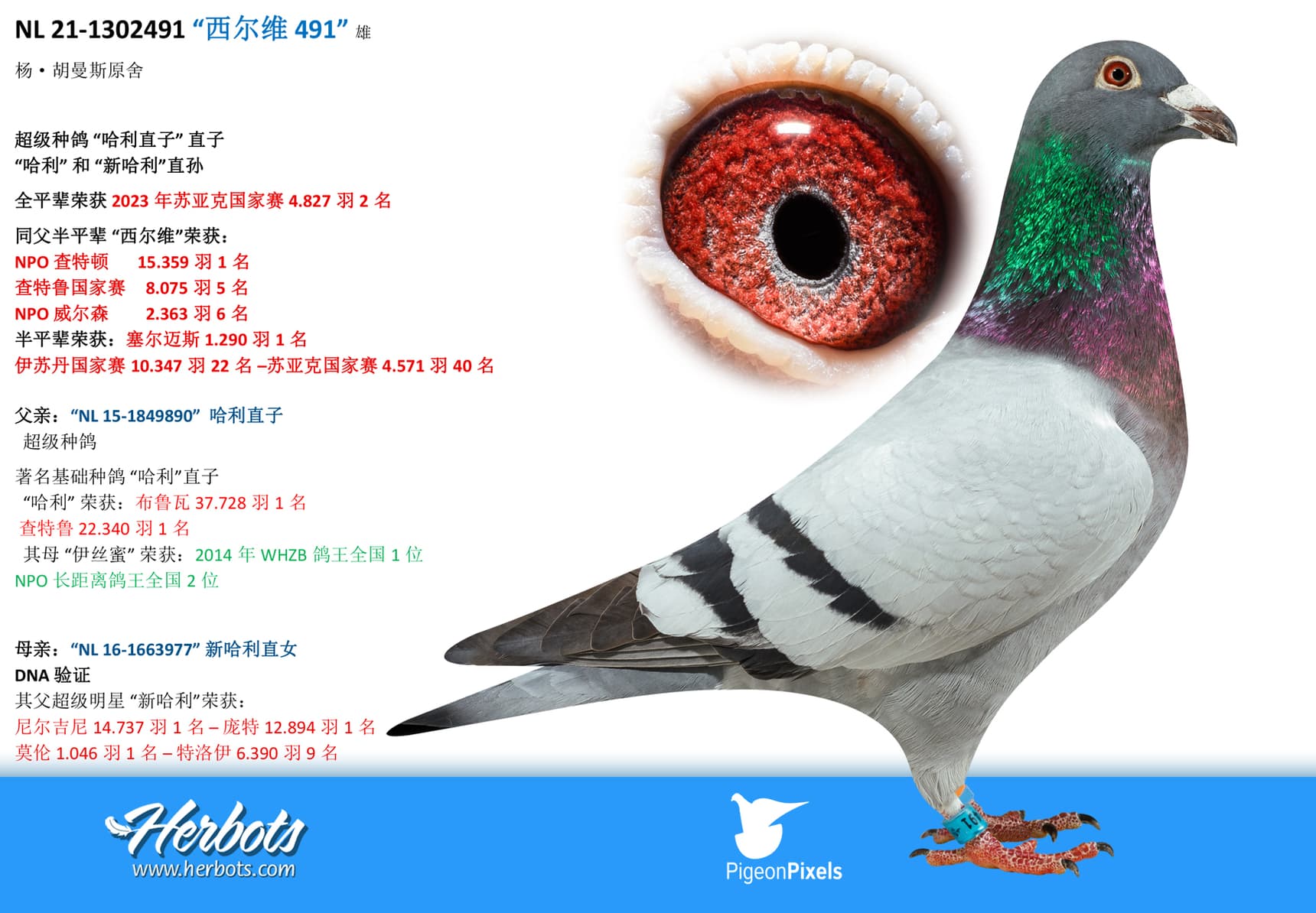 pigeon: undefined