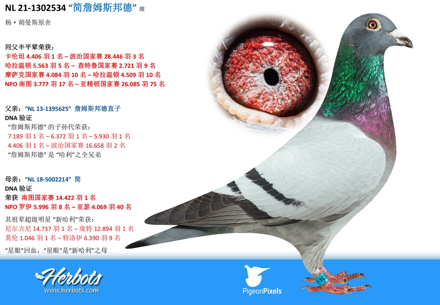 pigeon: “简詹姆斯邦德”