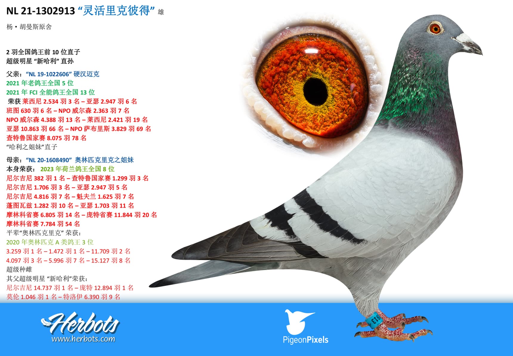 pigeon: “灵活里克彼得”