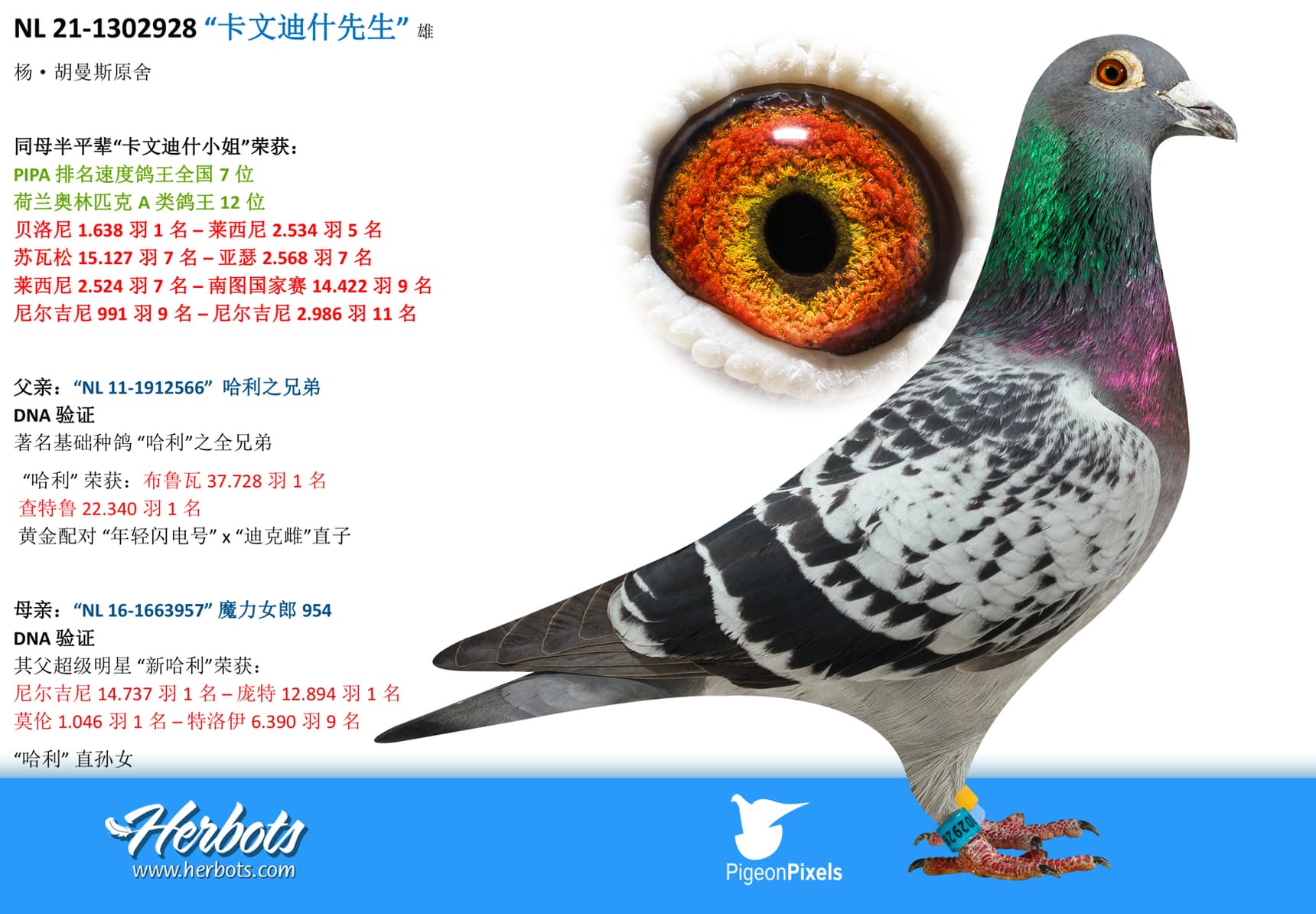 pigeon: undefined