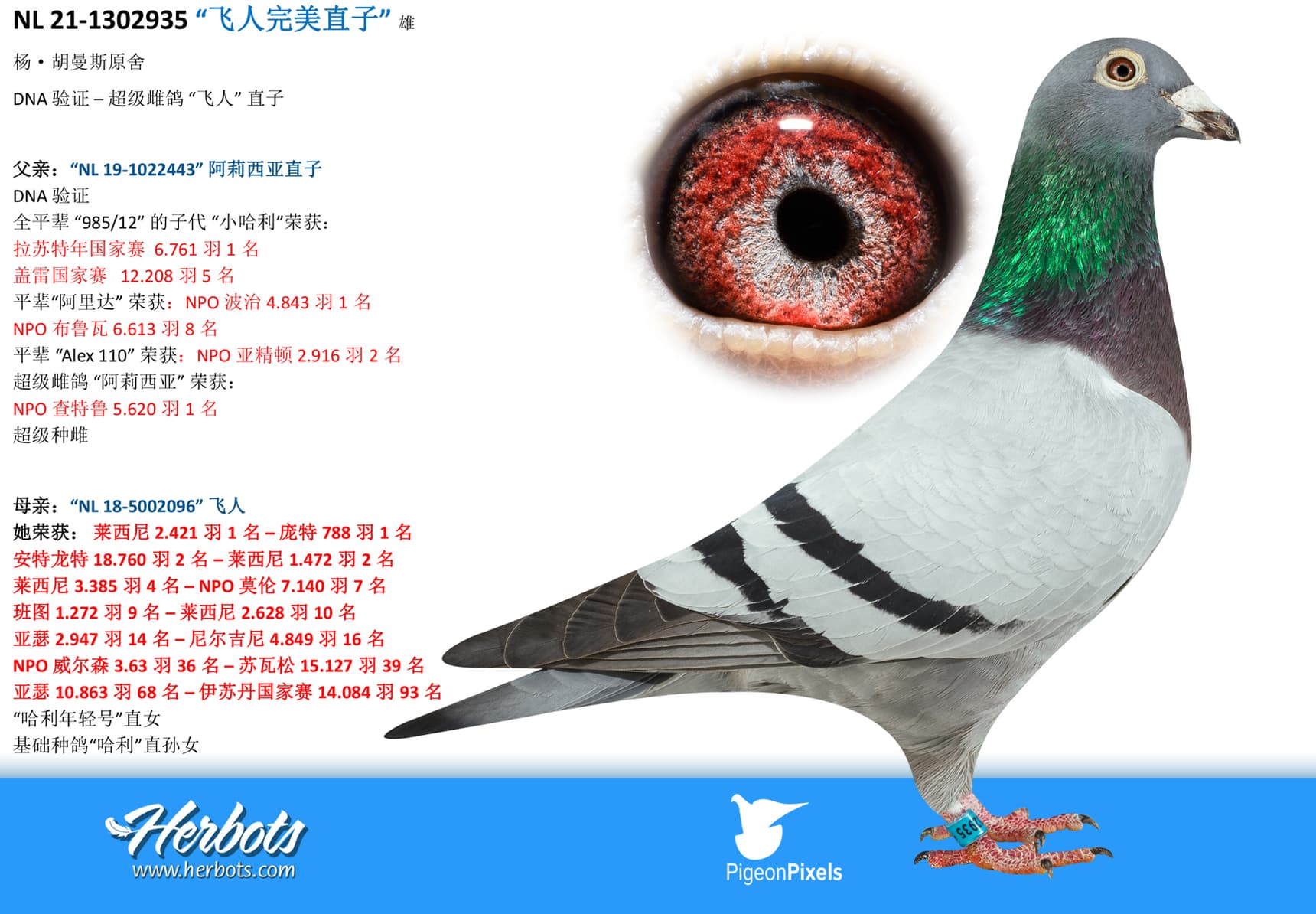 pigeon: undefined