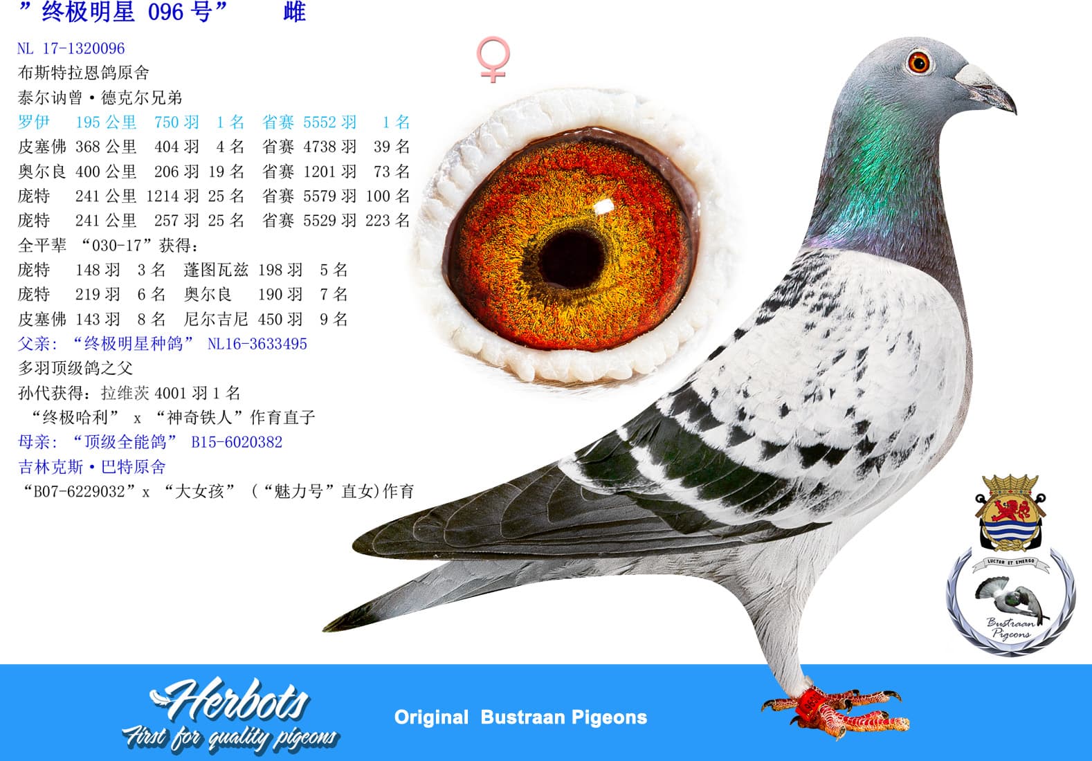 pigeon: ”终极明星 096号”