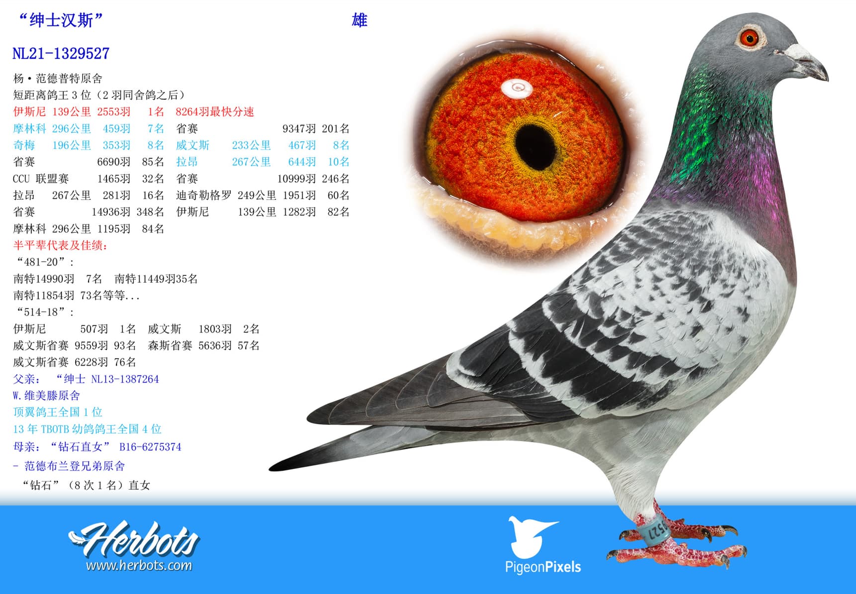 pigeon: undefined