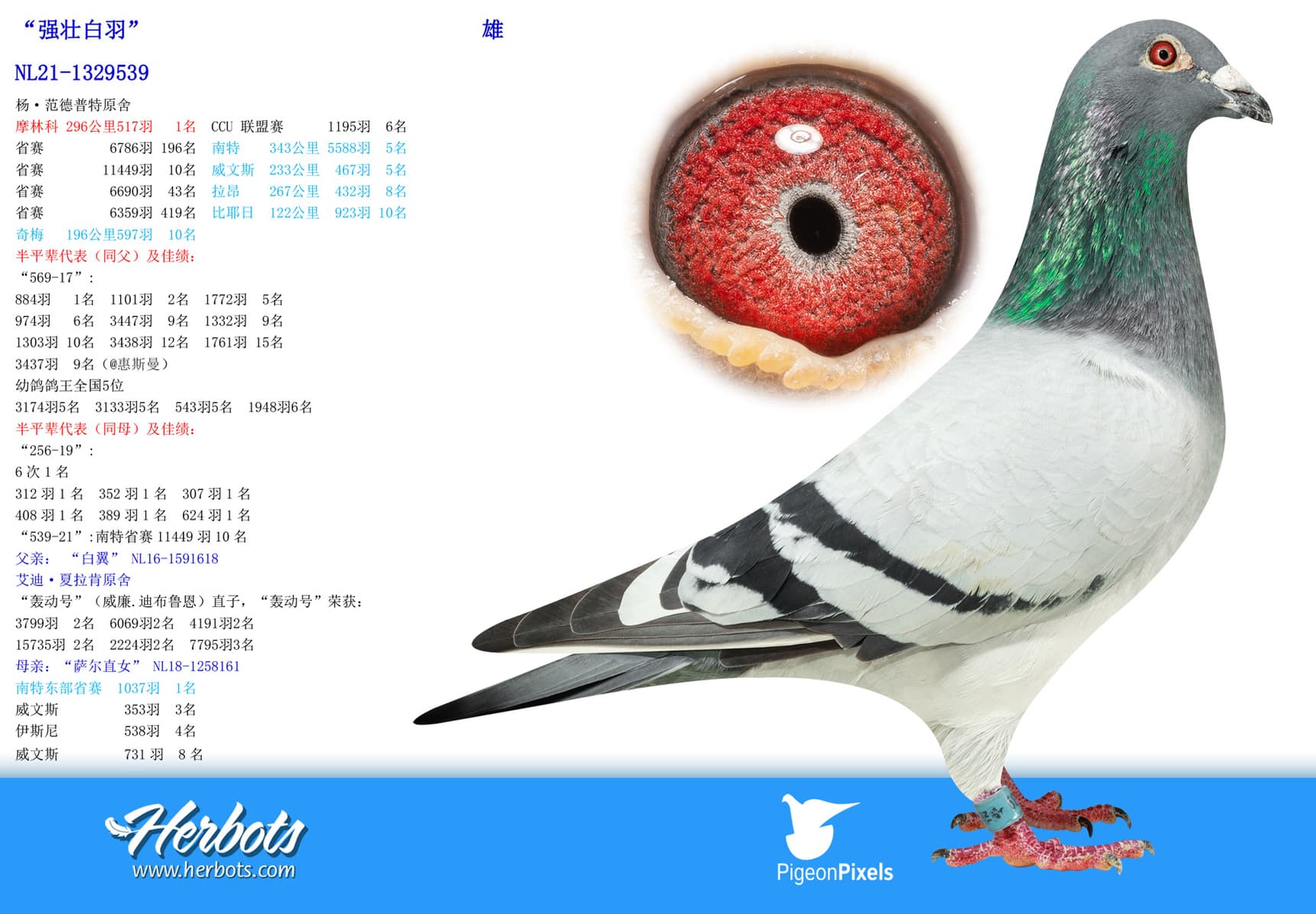 pigeon: undefined