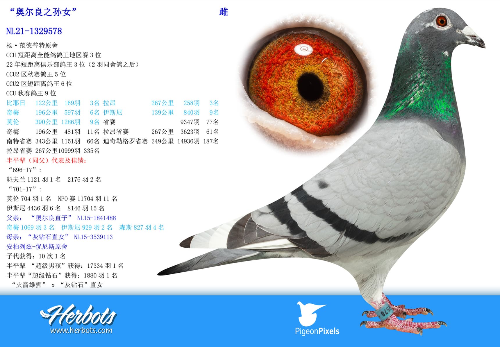 pigeon: “奥尔良之孙女”