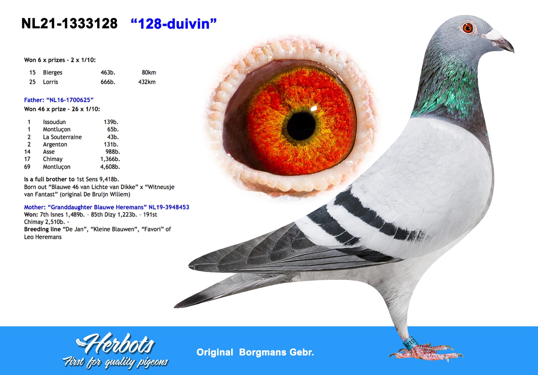 pigeon: undefined