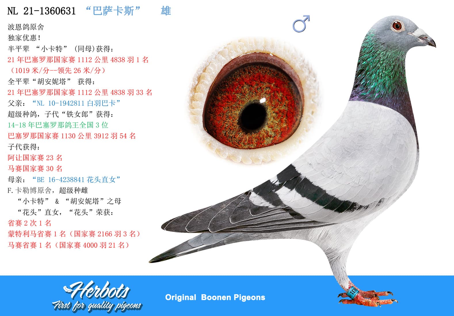 pigeon: “巴萨卡斯”