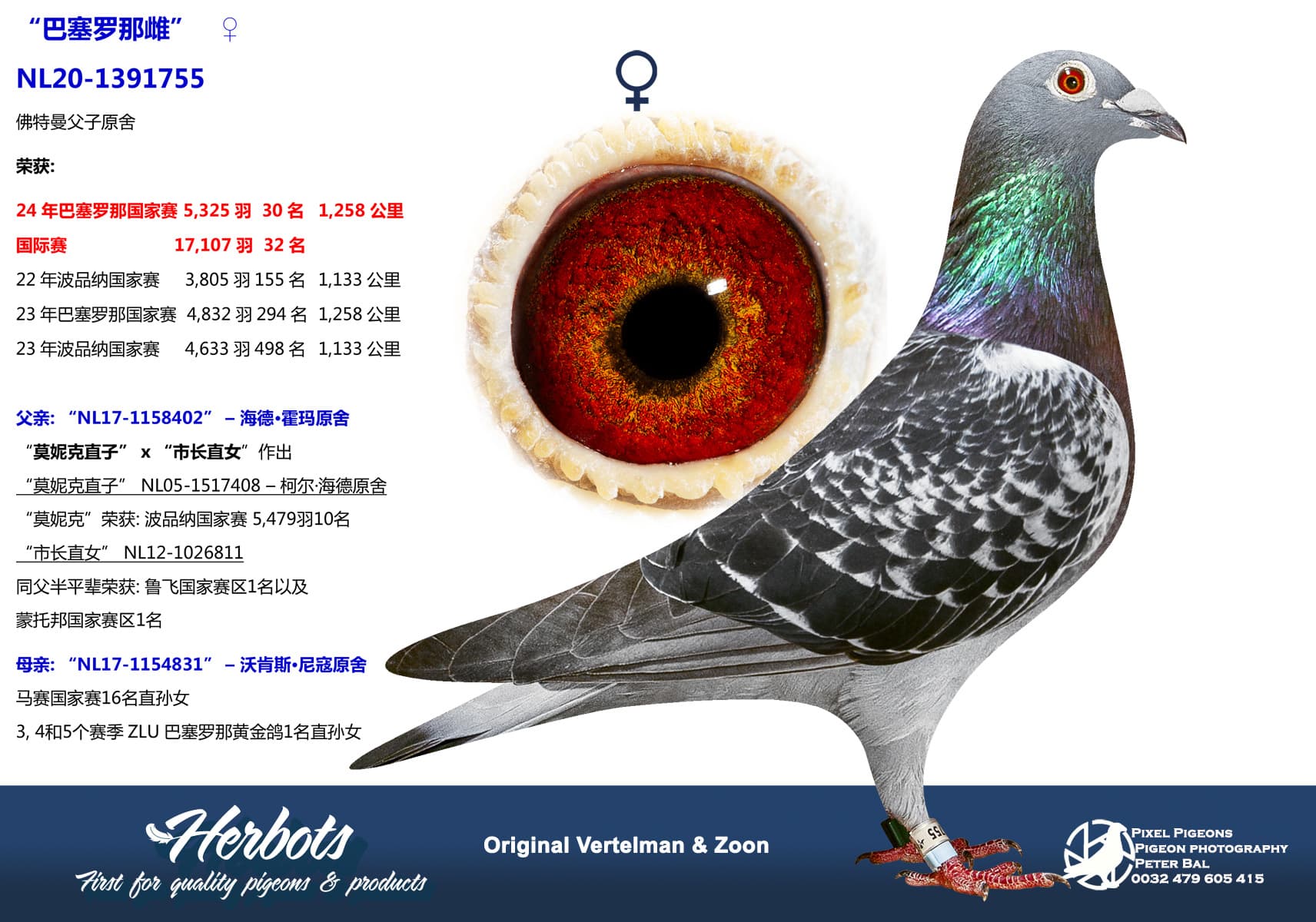 pigeon: undefined